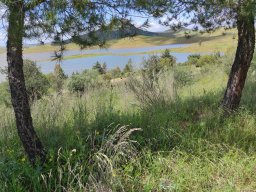 Flora del Cerro Masatrigo